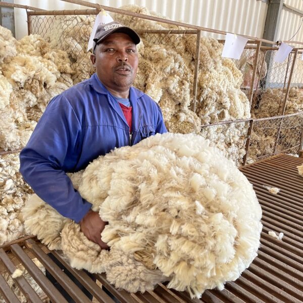 man collection wool at mwcarpets